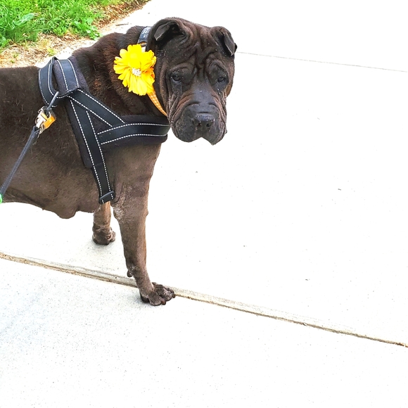 Meet your Posher, Jamie - Picture 5 of 6